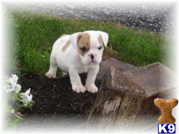 English Bulldog Puppies for Sale
